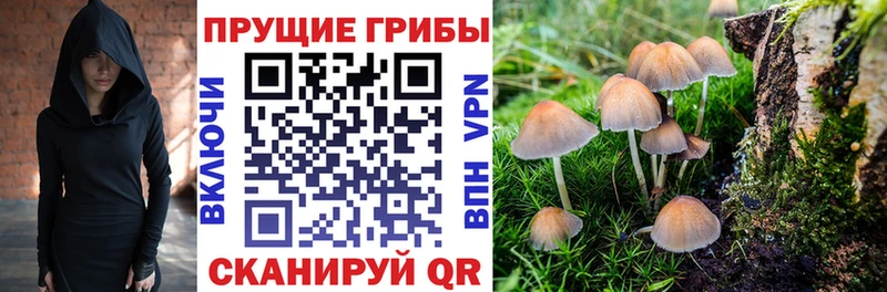 Псилоцибиновые грибы Cubensis  Купить где  Демидов 
